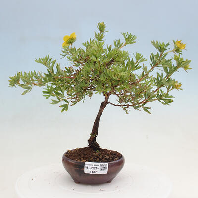 Vonkajší bonsai - Potentilla frut.Goldstar - Mochna Krovitá - 1