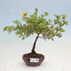 Vonkajší bonsai - Potentilla frut.Goldstar - Mochna Krovitá - 1/2