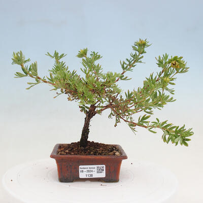 Vonkajší bonsai - Potentilla frut.Goldstar - Mochna Krovitá - 1