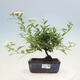 Vonkajší bonsai -malolistý tavoľník - Spirea japonica GENPSI - 1/3