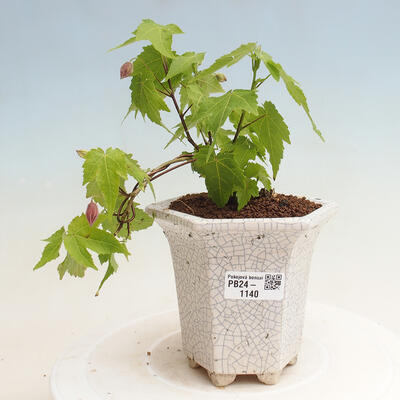 Izbová bonsai - Abutilon Big Bell - Mračniak poříční - 1