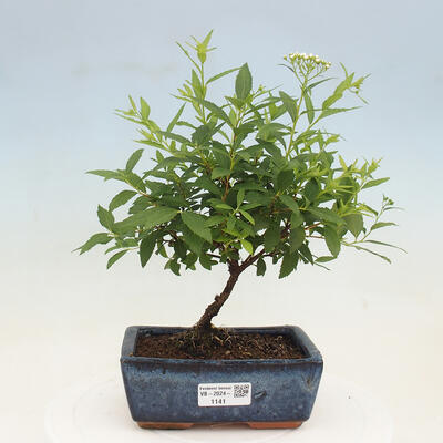 Vonkajší bonsai -malolistý tavoľník - Spirea japonica GENPSI - 1