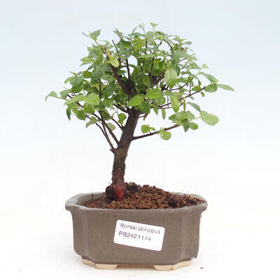 Izbová bonsai - Sagerécie thea - Sagerécie thea - 1