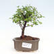 Izbová bonsai - Sagerécie thea - Sagerécie thea - 1/4