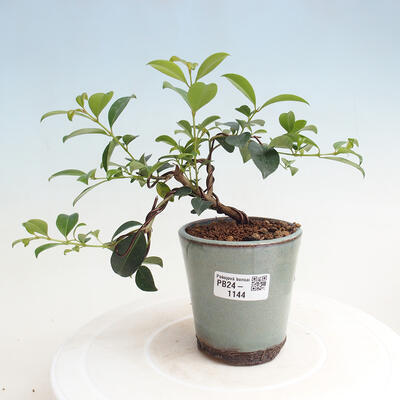 Izbová bonsai - Austrálska čerešňa - Eugenia uniflora - 1