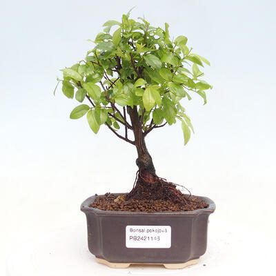 Izbová bonsai - Sagerécie thea - Sagerécie thea - 1