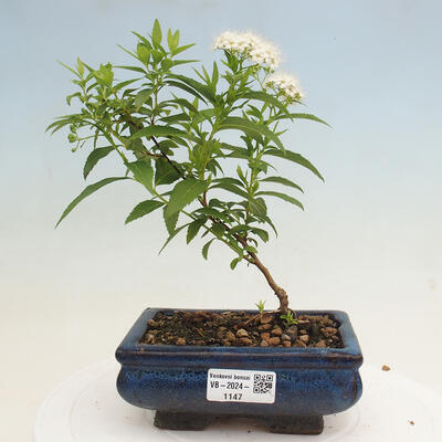 Vonkajší bonsai -malolistý tavoľník - Spirea japonica GENPSI - 1