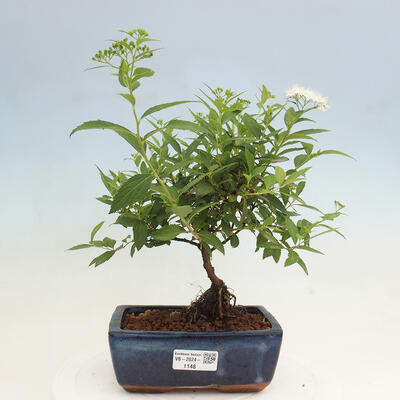 Vonkajší bonsai -malolistý tavoľník - Spirea japonica GENPSI - 1