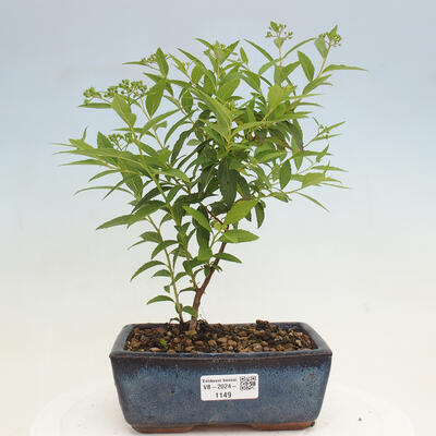 Vonkajší bonsai -malolistý tavoľník - Spirea japonica GENPSI - 1