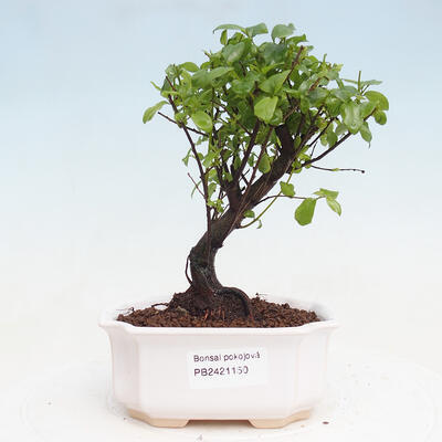 Izbová bonsai - Sagerécie thea - Sagerécie thea - 1