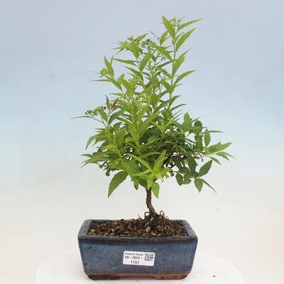 Vonkajší bonsai -malolistý tavoľník - Spirea japonica GENPSI - 1