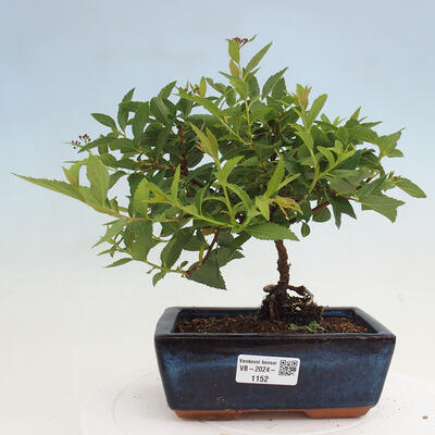 Vonkajší bonsai -malolistý tavoľník - Spirea japonica GENPSI - 1