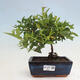 Vonkajší bonsai -malolistý tavoľník - Spirea japonica GENPSI - 1/3