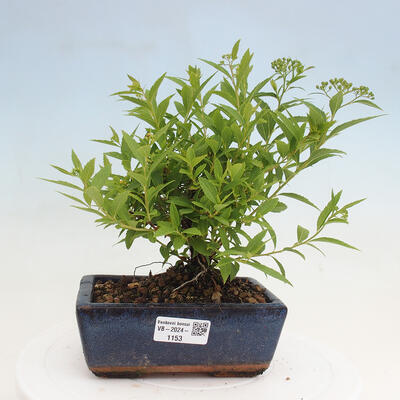 Vonkajší bonsai -malolistý tavoľník - Spirea japonica GENPSI - 1