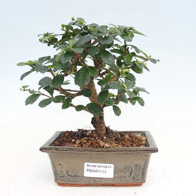 Izbová bonsai - Carmona macrophylla - Čaj fuki - 1