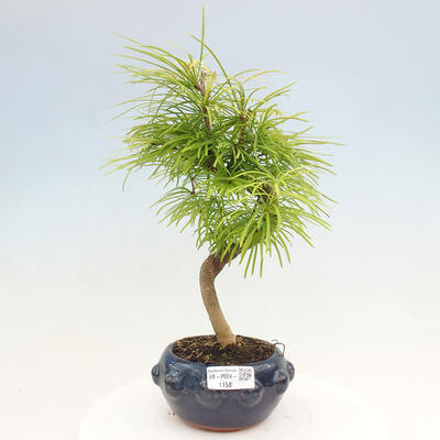 Vonkajší bonsai - Pamodrín - Pseudolarix amabis - 1