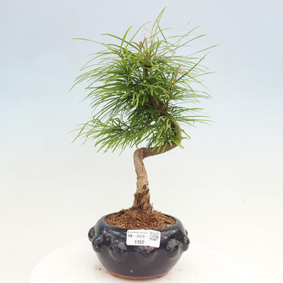 Vonkajší bonsai - Pamodrín - Pseudolarix amabis - 1