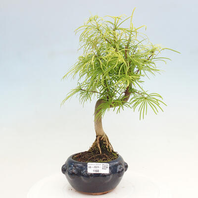 Vonkajší bonsai - Pamodrín - Pseudolarix amabis - 1