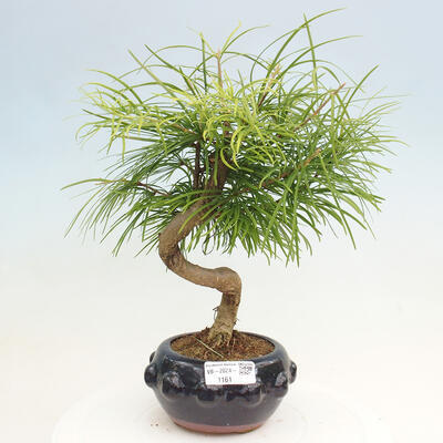 Vonkajší bonsai - Pamodrín - Pseudolarix amabis - 1