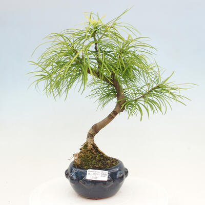 Vonkajší bonsai - Pamodrín - Pseudolarix amabis - 1