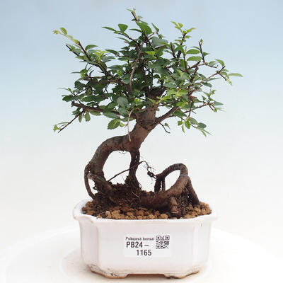 Izbová bonsai - Ulmus parvifolia - malolistá brest - 1