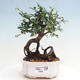 Izbová bonsai - Ulmus parvifolia - malolistá brest - 1/3