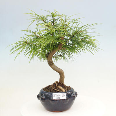 Vonkajší bonsai - Pamodrín - Pseudolarix amabis - 1