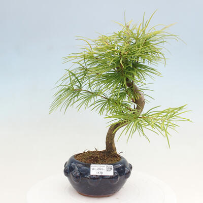 Vonkajší bonsai - Pamodrín - Pseudolarix amabis - 1