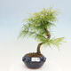 Vonkajší bonsai - Pamodrín - Pseudolarix amabis - 1/4