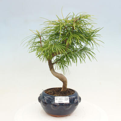 Vonkajší bonsai - Pamodrín - Pseudolarix amabis - 1