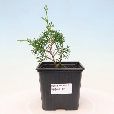 Vonkajší bonsai - Juniperus chinensis ITOIGAWA -Jalovec čínsky