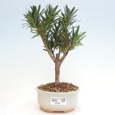 Izbová bonsai - Podocarpus - Kamenný tis - 1