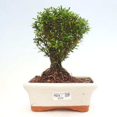 Izbová bonsai - Buxus harlandii - korkový buxus - 1