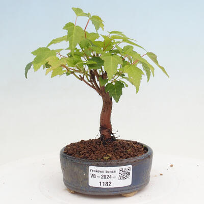 Vonkajší bonsai - Acer GINALA - Javor ohnivý - 1