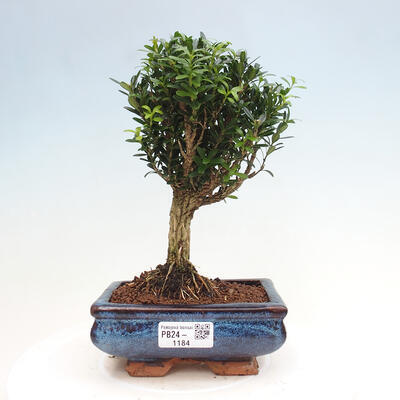 Izbová bonsai - Buxus harlandii - korkový buxus - 1