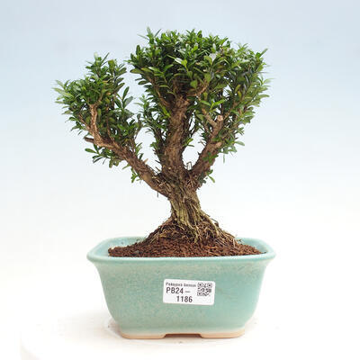 Izbová bonsai - Buxus harlandii - korkový buxus - 1