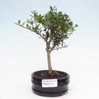 Izbová bonsai - Ilex crenata - Cezmína