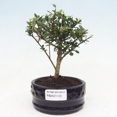 Izbová bonsai - Ilex crenata - Cezmína