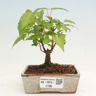 Vonkajší bonsai - Acer GINALA - Javor ohnivý - 1