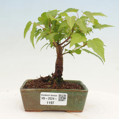 Vonkajší bonsai - Acer GINALA - Javor ohnivý - 1