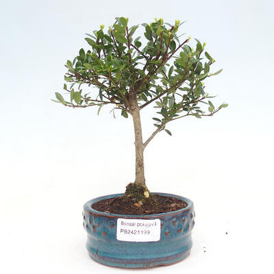 Izbová bonsai - Ilex crenata - Cezmína