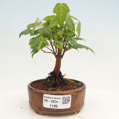 Vonkajší bonsai - Acer GINALA - Javor ohnivý - 1