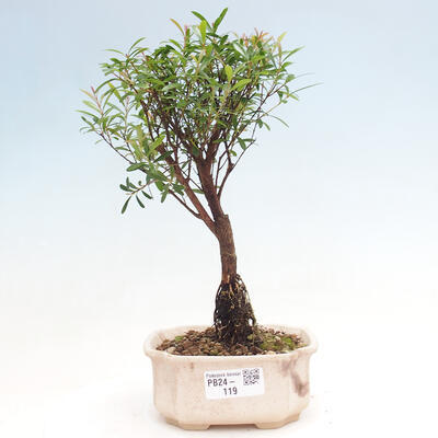 Izbová bonsai - Syzygium - pimentovníka - 1