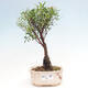 Izbová bonsai - Syzygium - pimentovníka - 1/3