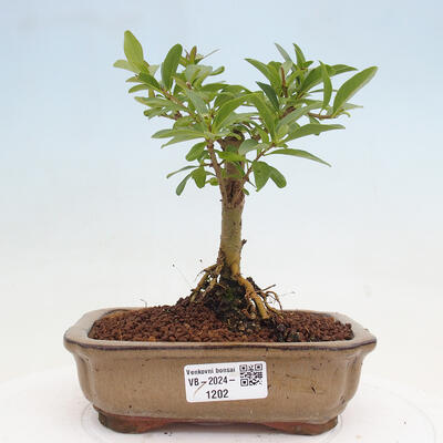 Vonkajší bonsai - Ligustrum vulgare - Vtáčí zob