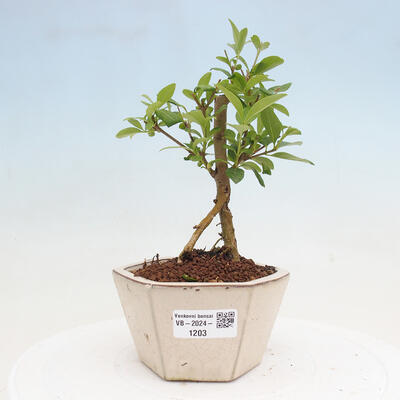 Vonkajší bonsai - Ligustrum vulgare - Vtáčí zob