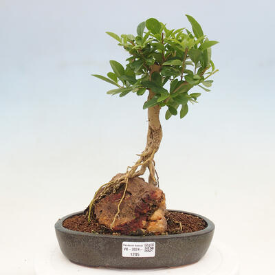 Vonkajší bonsai - Ligustrum vulgare - Vtáčí zob