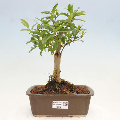 Vonkajší bonsai - Ligustrum vulgare - Vtáčí zob