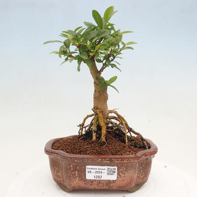 Vonkajší bonsai - Ligustrum vulgare - Vtáčí zob