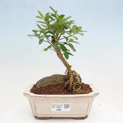 Vonkajší bonsai - Ligustrum vulgare - Vtáčí zob